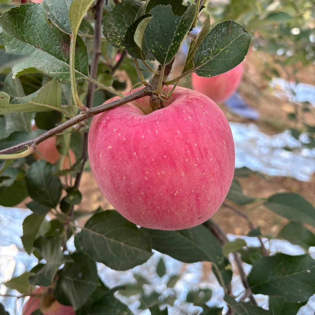 红苹果🍎