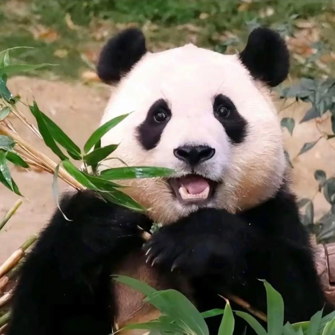 熊猫爱吃菜