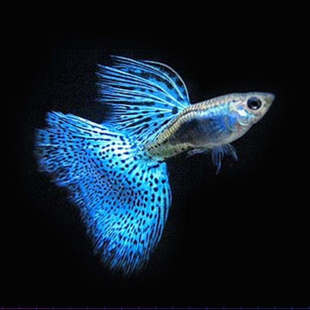 滔乾孔雀鱼