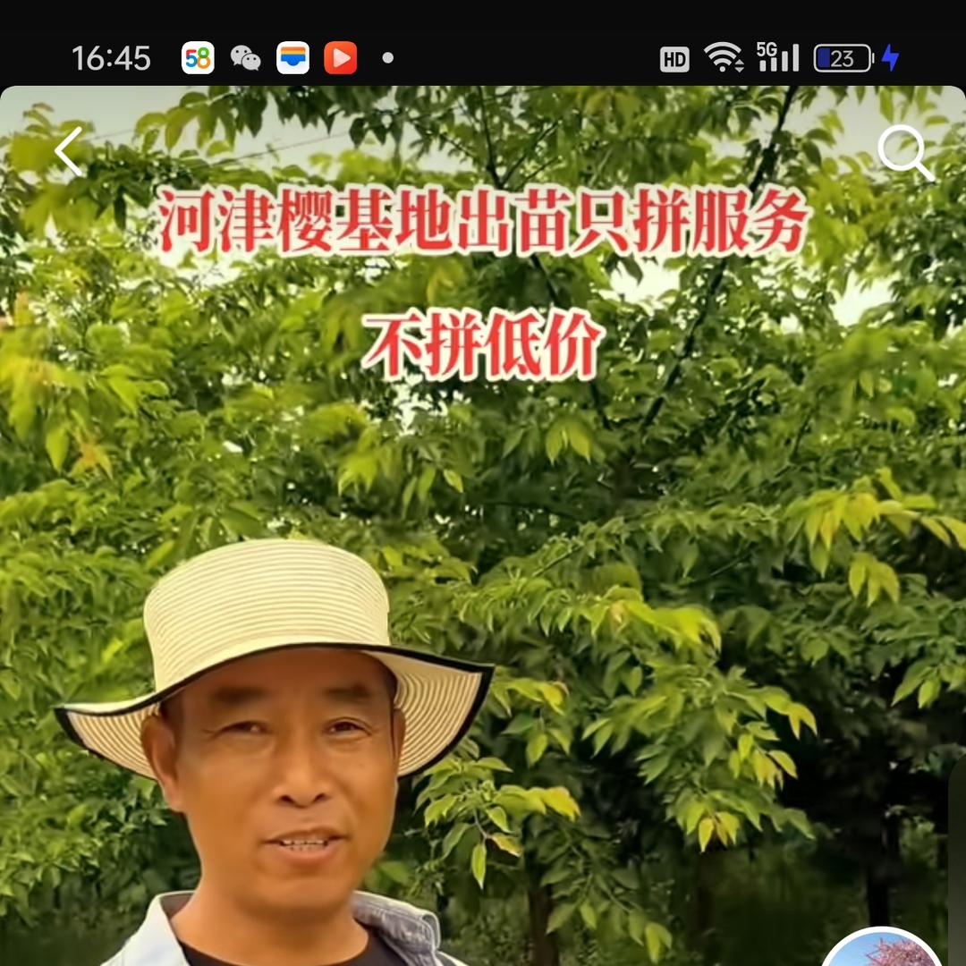 种河津樱的老官