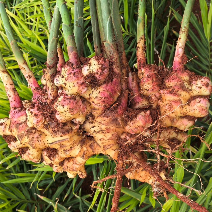 姜鲜生优选小店