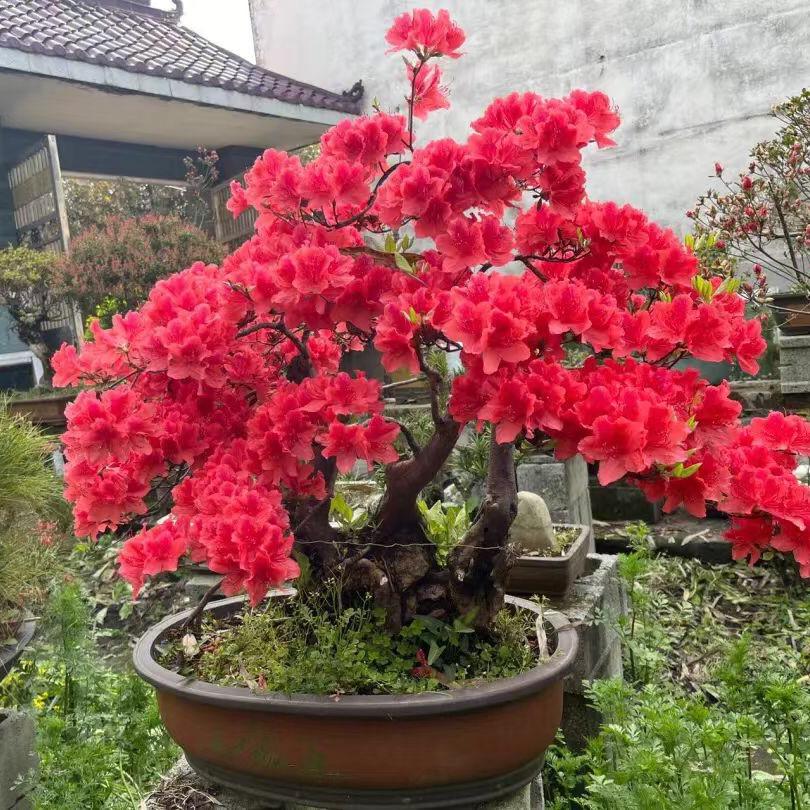 梓橙绿植个体店高山绿植桩艺