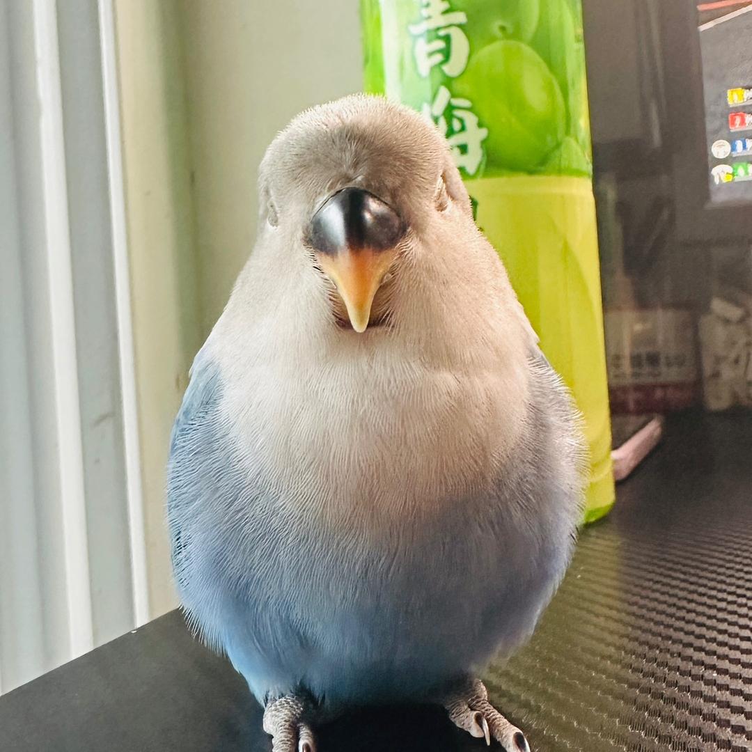 豆Sir