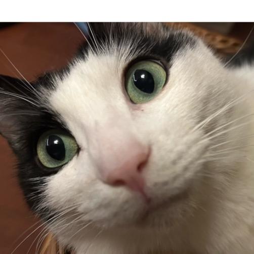 喝一壶猫