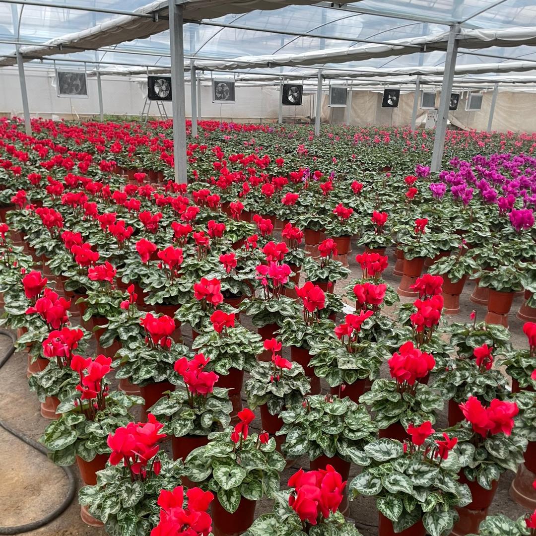 蠡县森润花卉基地