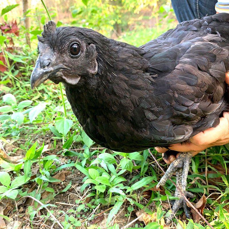 河南果园生态养殖场