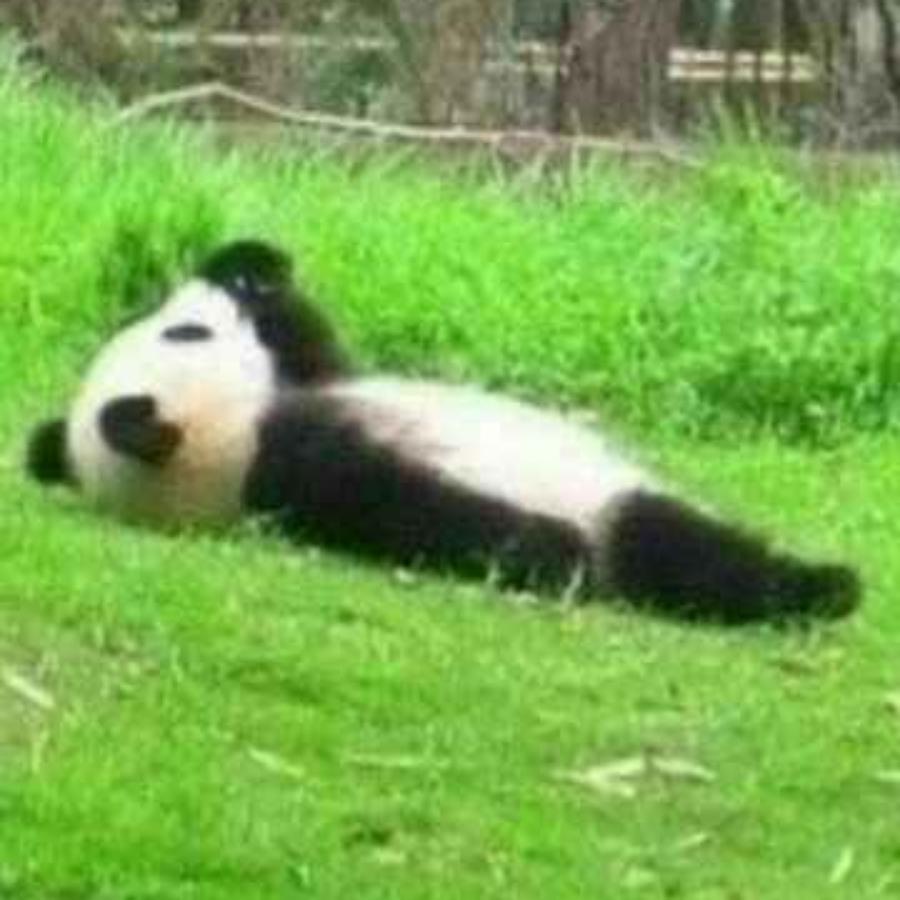 兔子先生