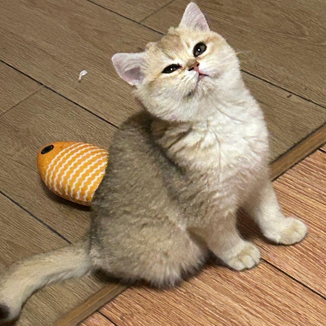 西西酱❤️（不要连赞）