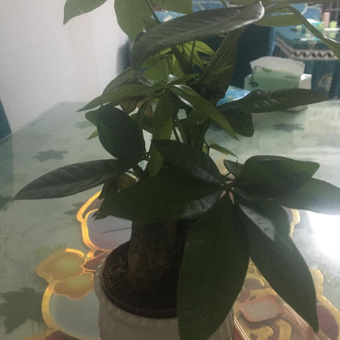 鸿运当涂