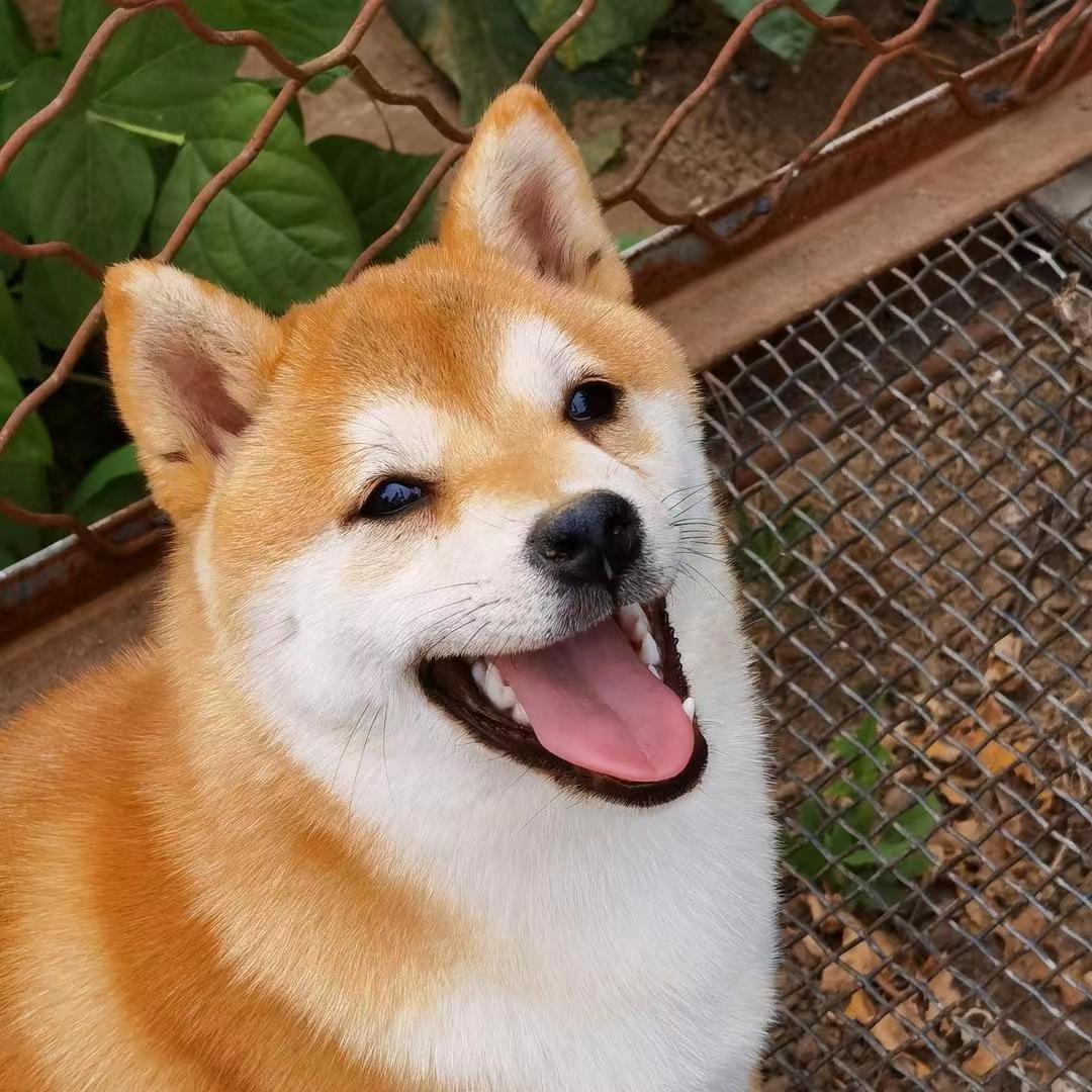 焦作鸣扬柴犬(老和)