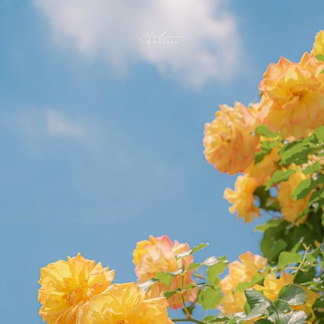 盐边洋洋手机顾问