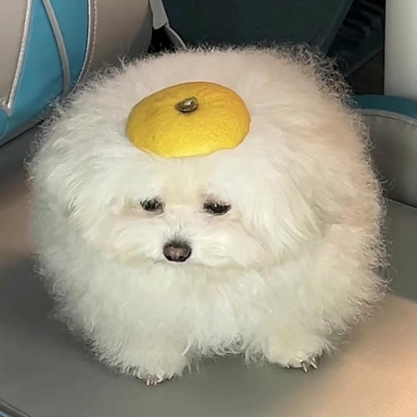 宝子