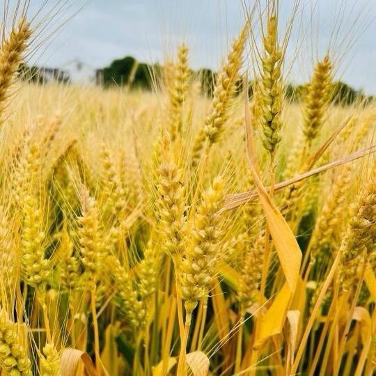 优米女装工作室