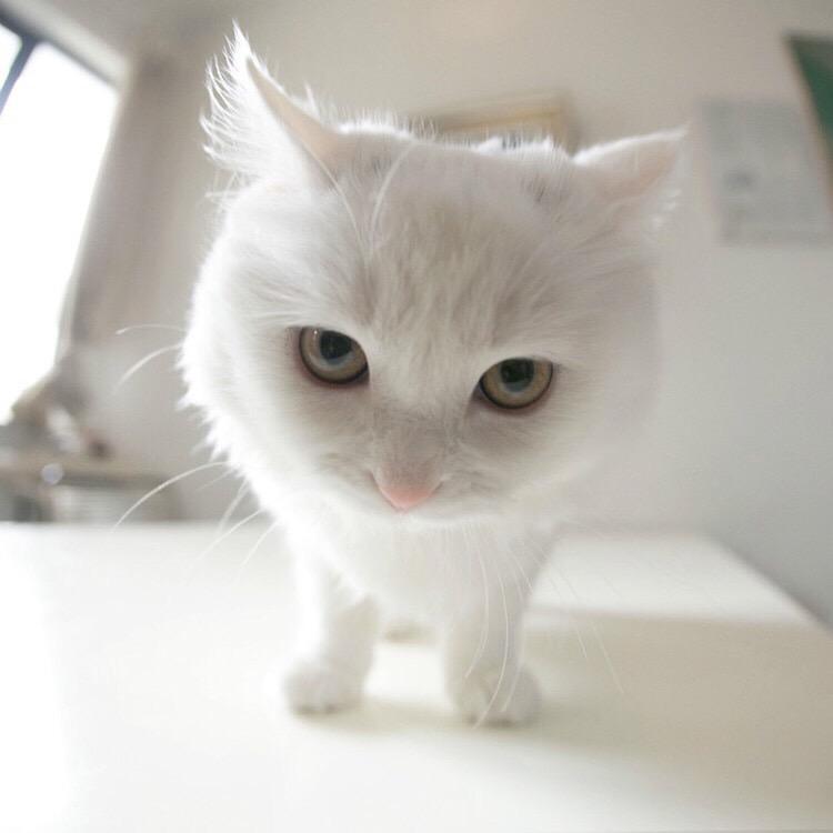 ZUNVO广州彘髭企业发展有限公司lauy直播号