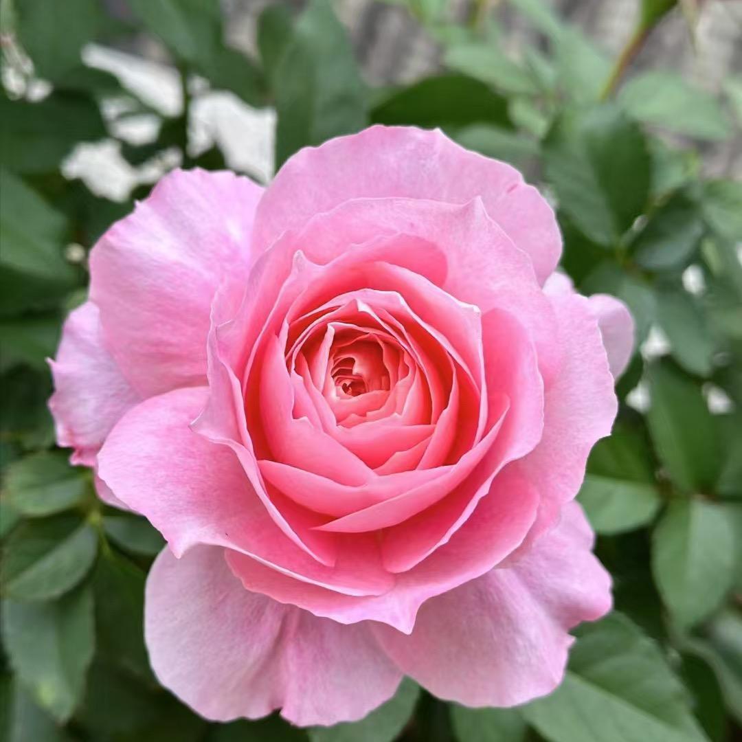 宜良云阁戒忧花卉