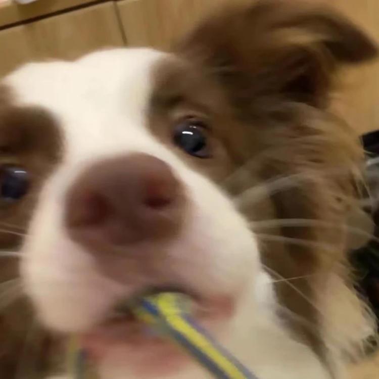 很辣老李（已退役）