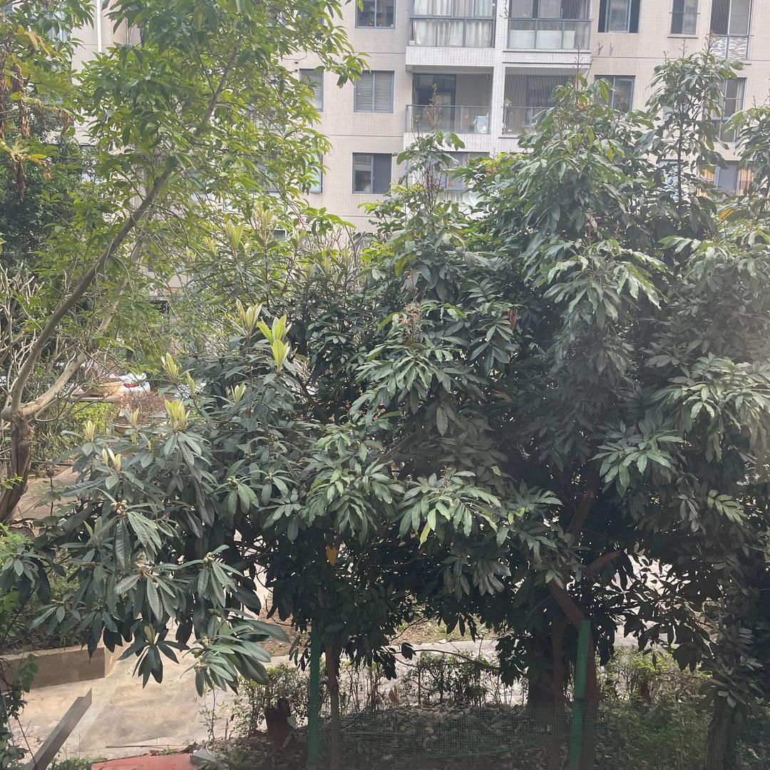 夏日（英勇之地国际）