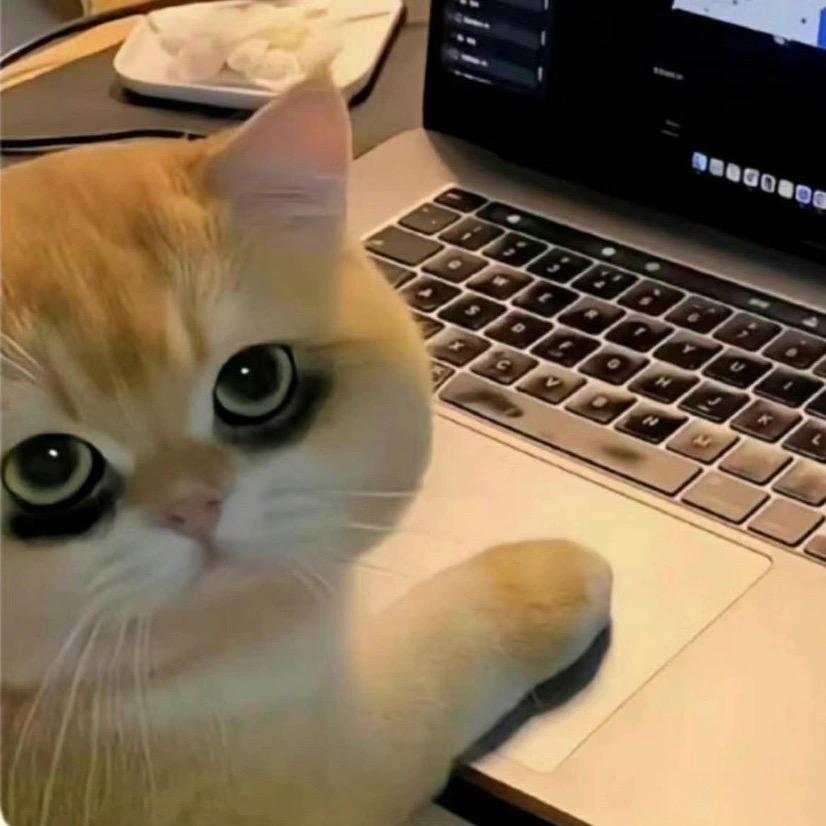 小猫做瑜伽