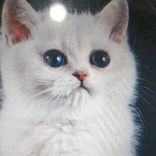 @迷离月下88888888%