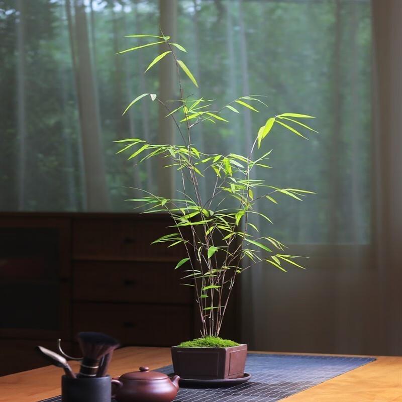 观竹亭