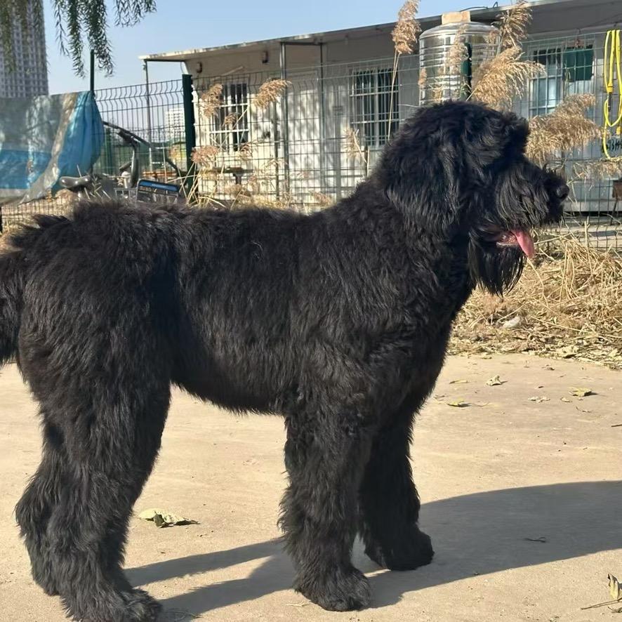 达辉猛犬（超级玩家）