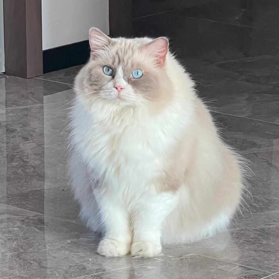 咪咪猫