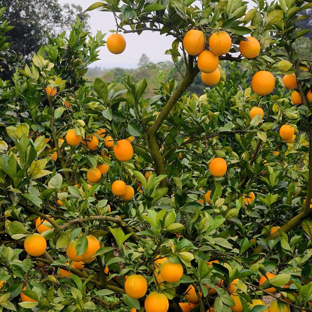 正宗赣南脐核心产区信丰县橙子