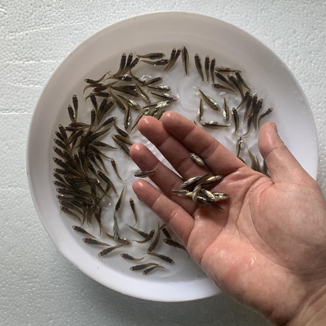 增城鱼苗养殖场