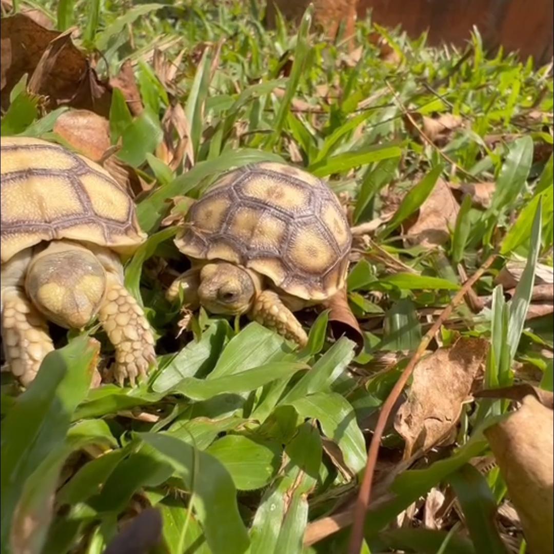 脑脑猪的龟龟基地