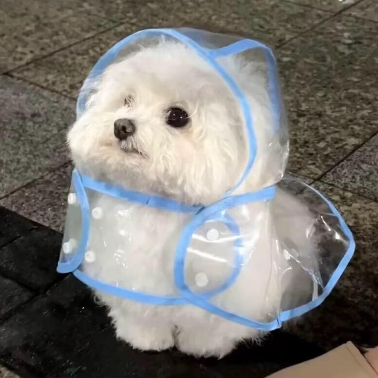 煎饼果子