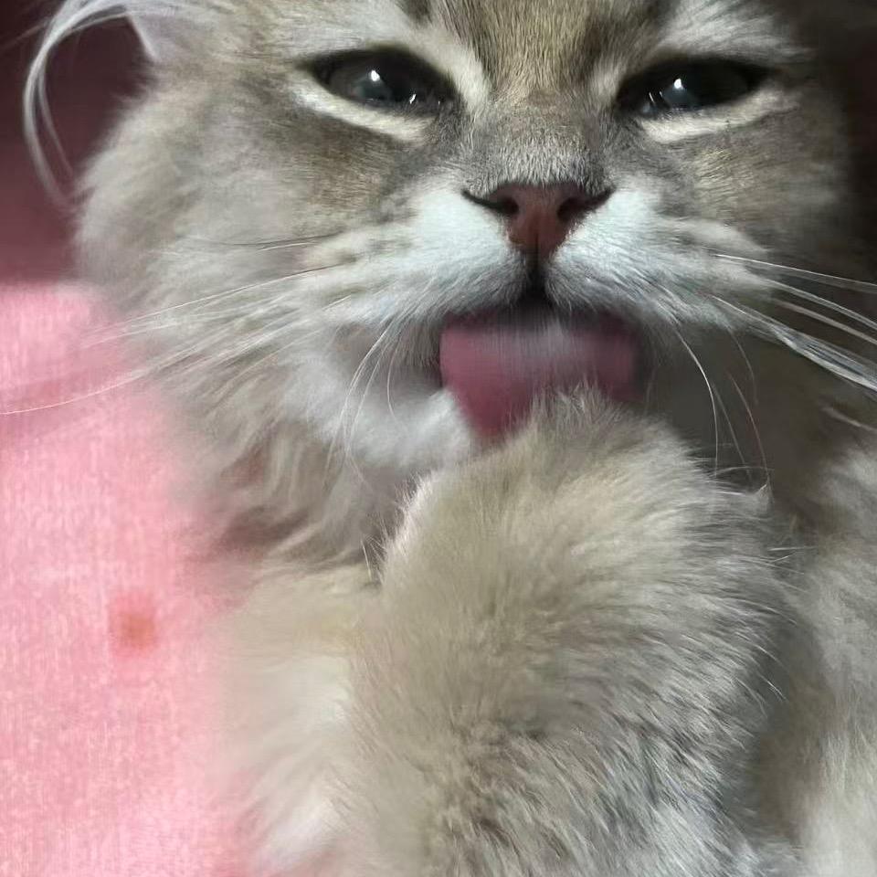 金豹来咯