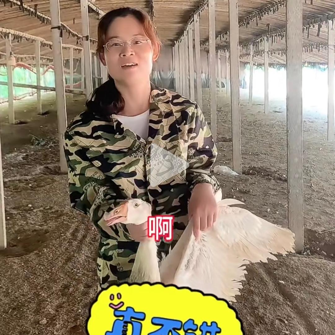 丽姐养鹅致富之路
