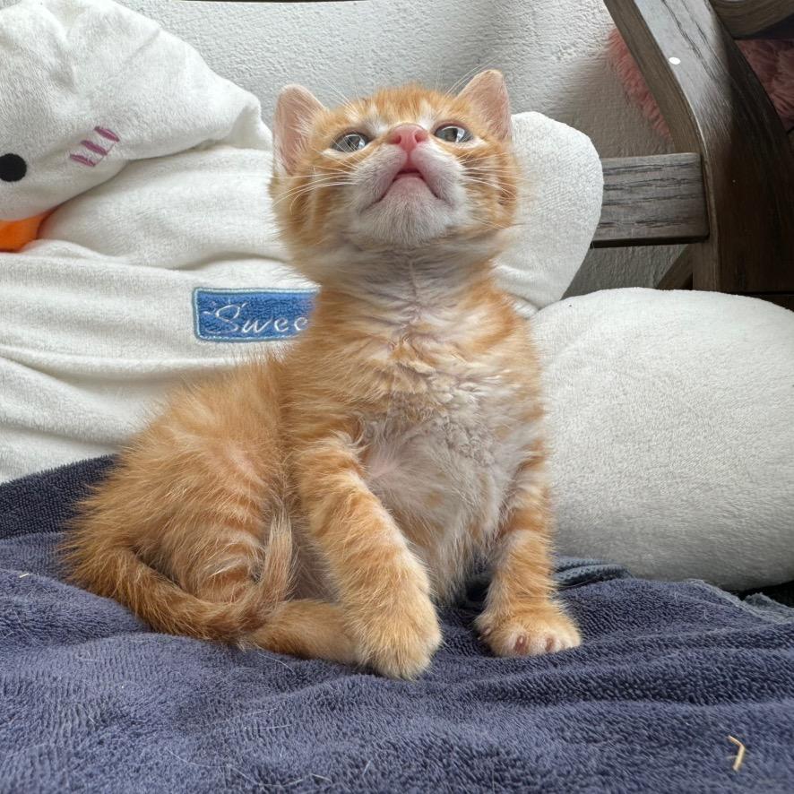 屁仔是只橘猫头像