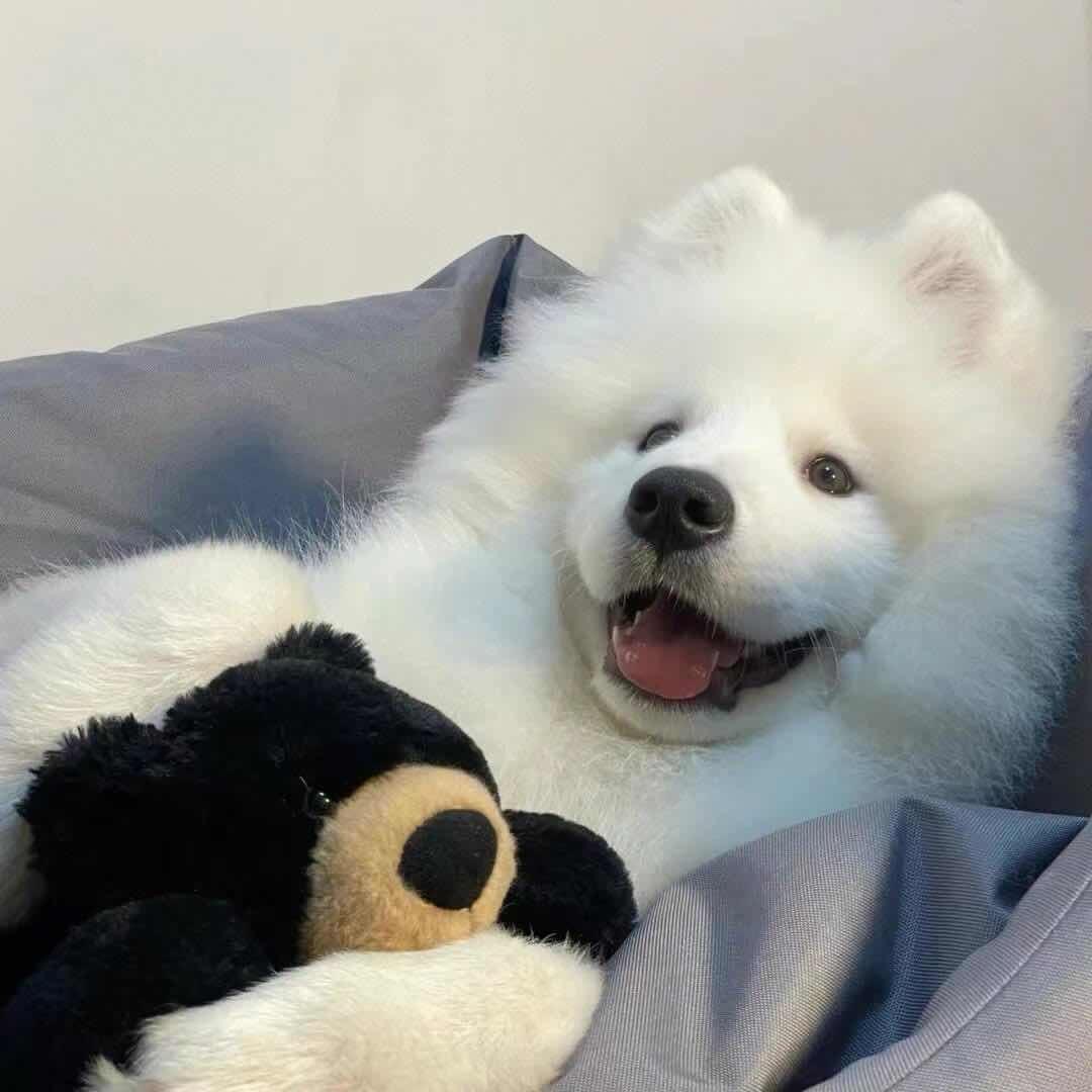 青岛大王（三角洲行动）