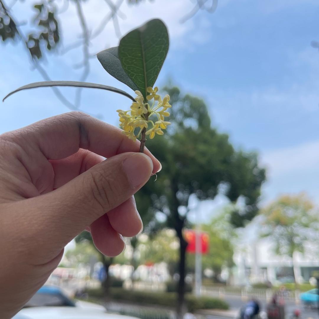 红豆豆