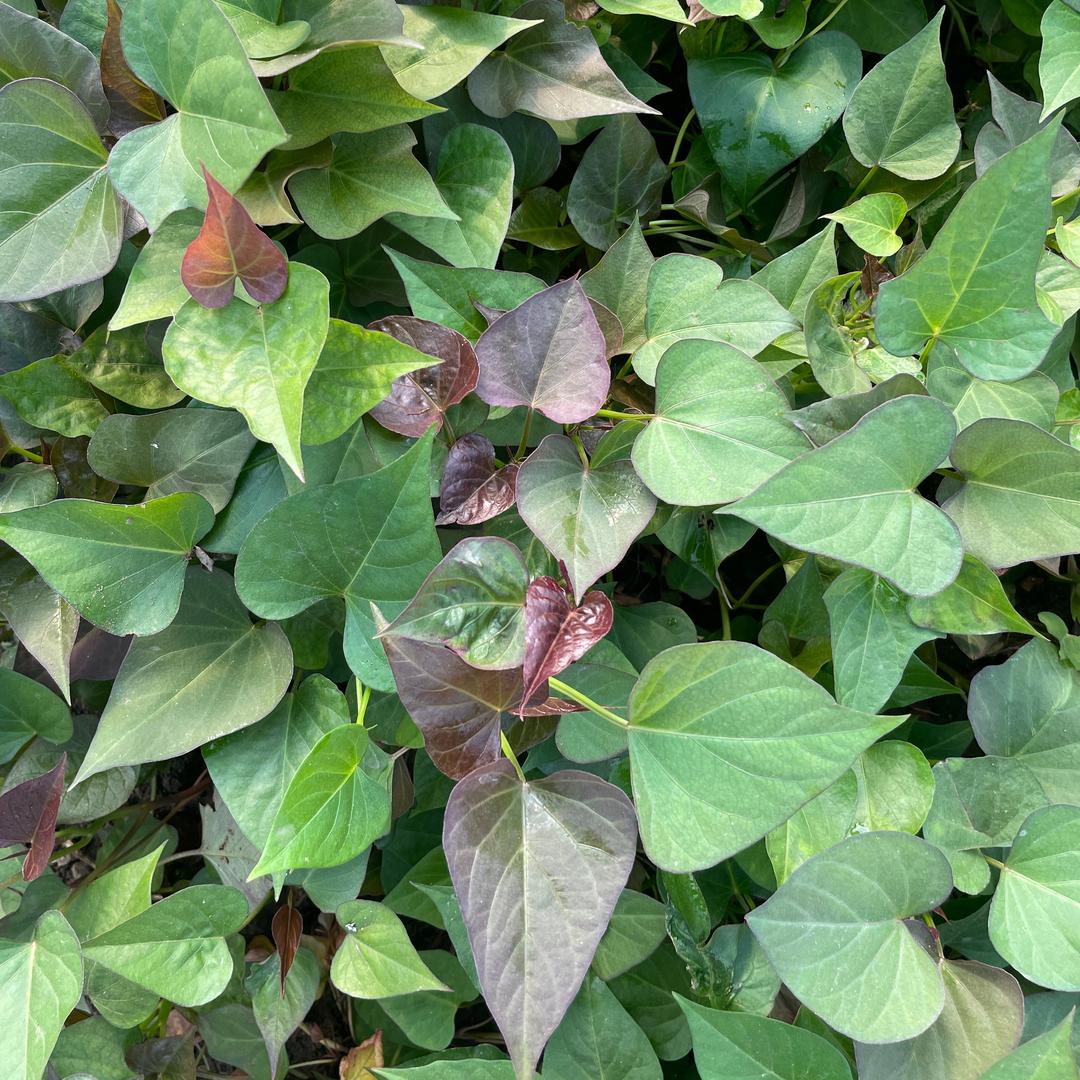 农科院育苗基地