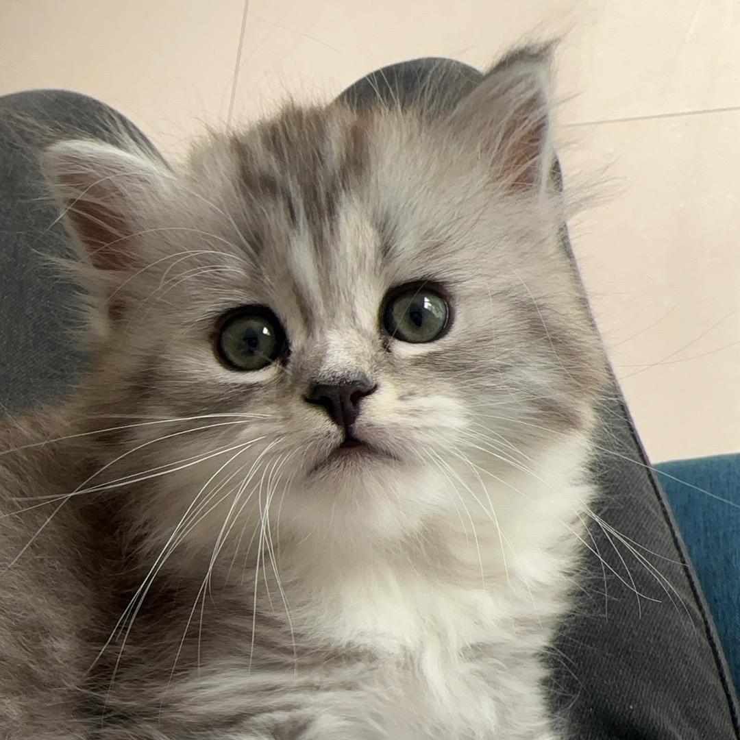 小猫爱吃鱼