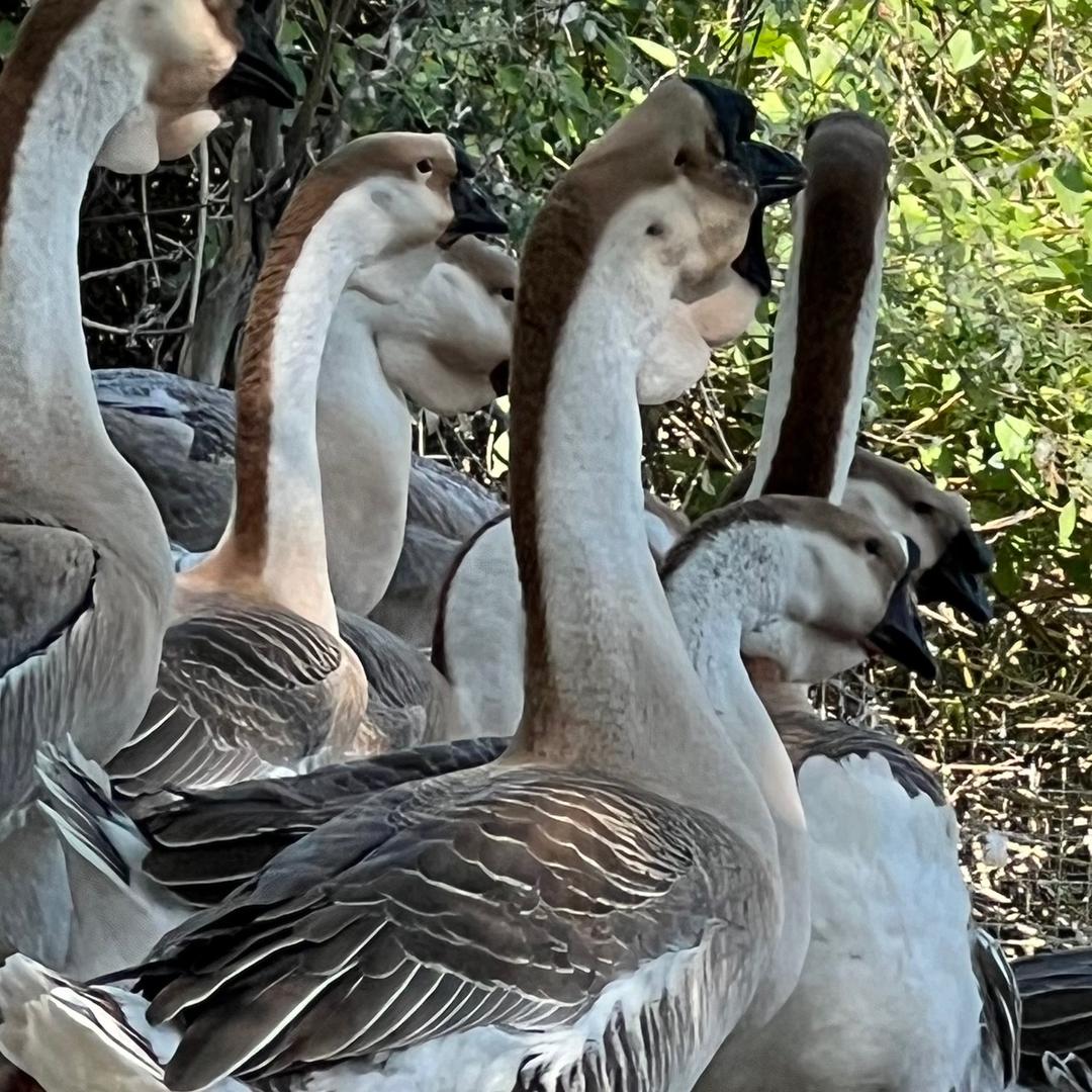 饶平四散来正宗狮头鹅