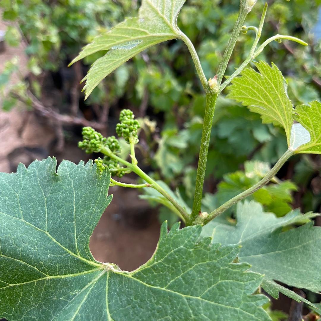 冰茜曦福果树苗木专卖店