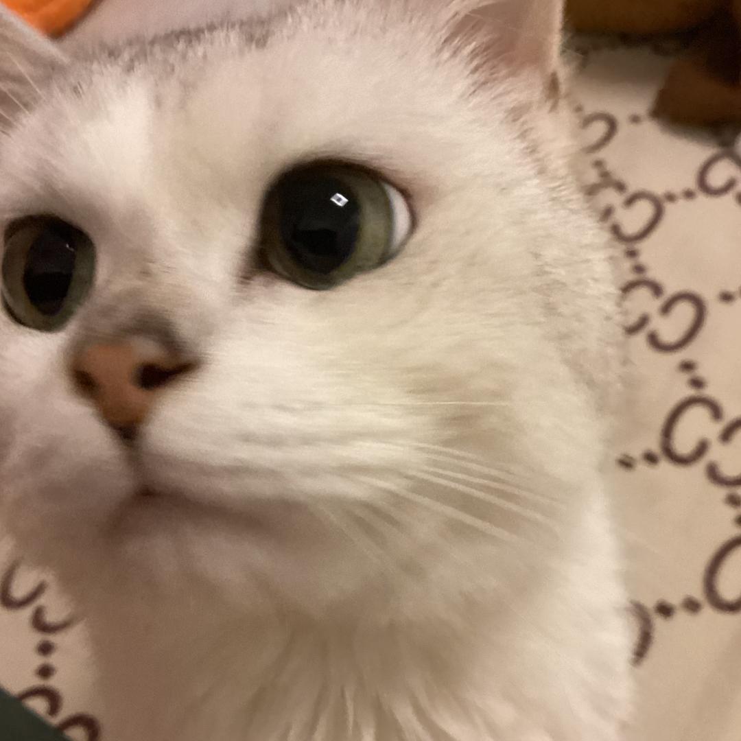 萌妹mini
