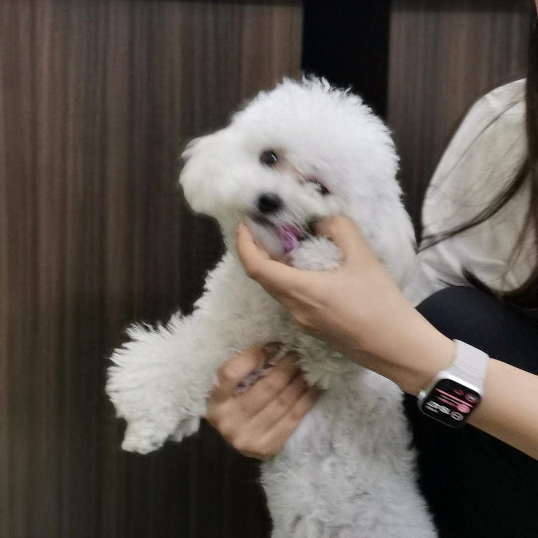 汤圆是只大馋狗🐶