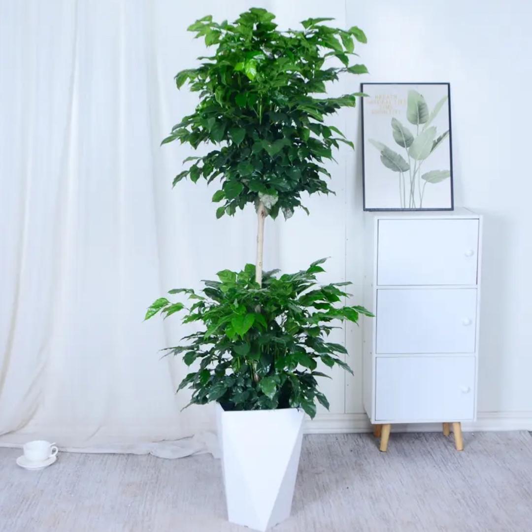 猛猛干绿植基地