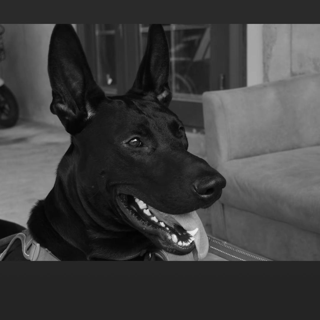 黑狼不是狼