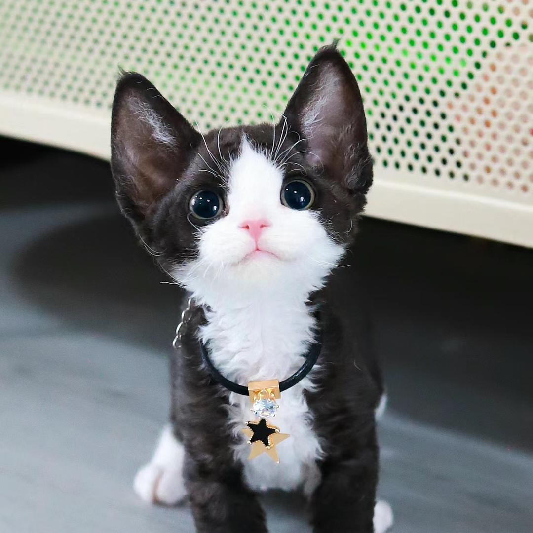 青年画家德文宝喵喵