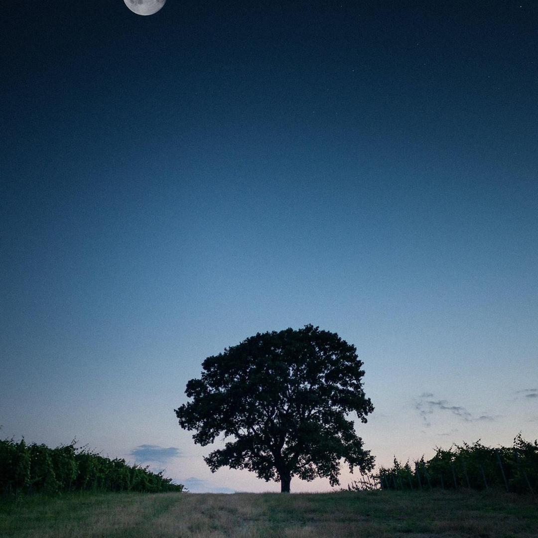 春枝韵林园艺专卖店