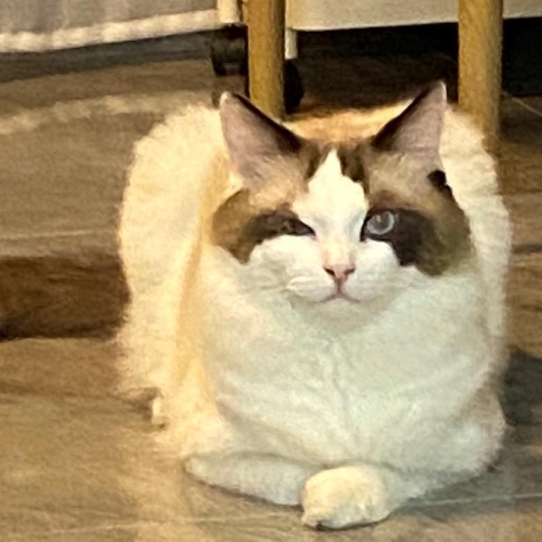 有点猫🫓