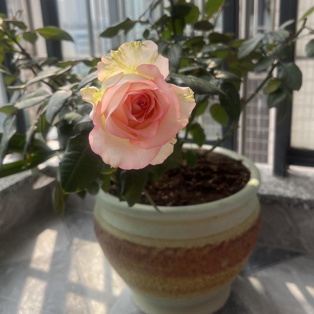 白开水