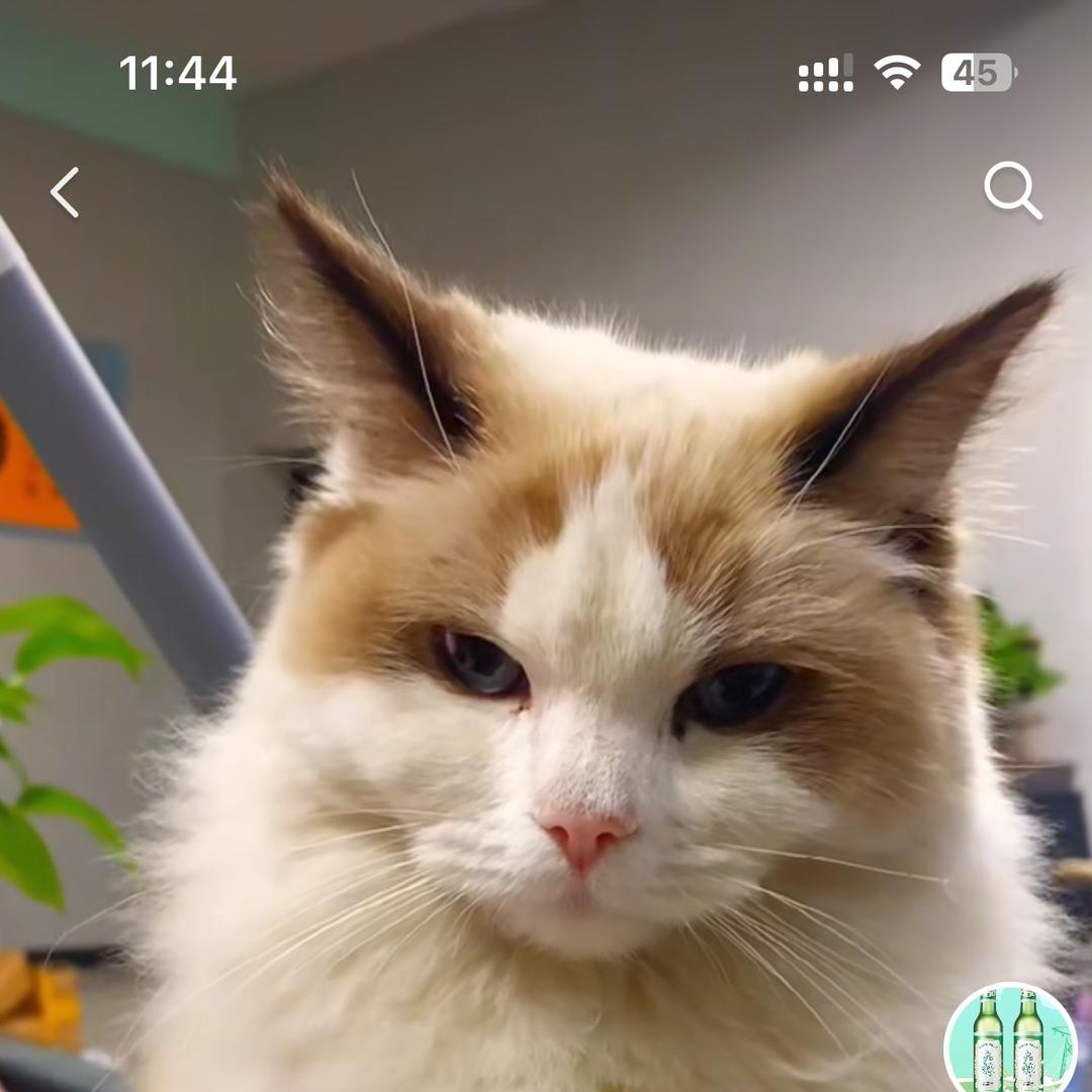 牛儿不吃草