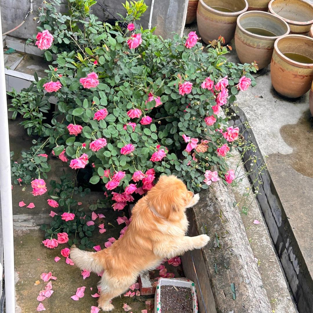 来年春@