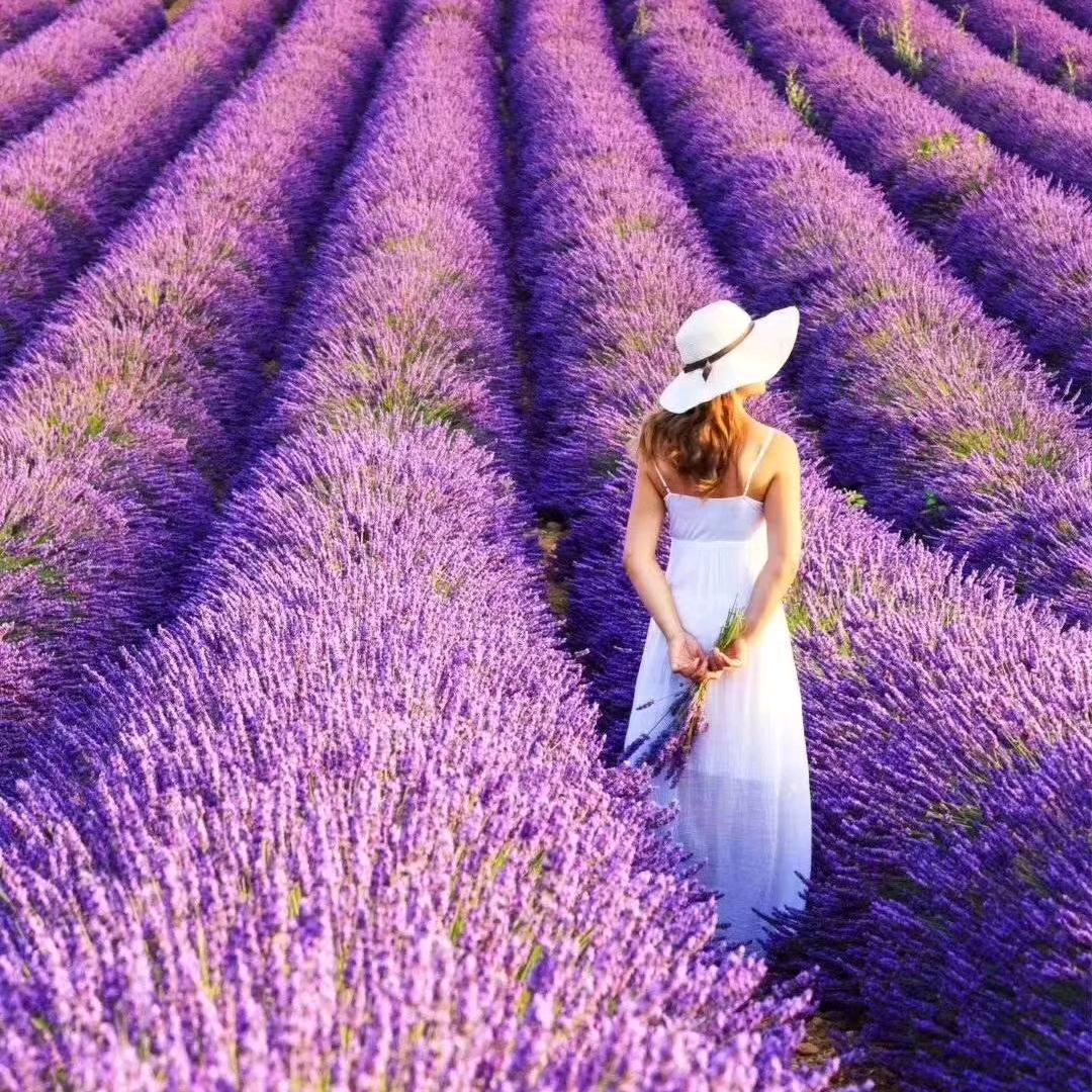 夏日樱花🌸